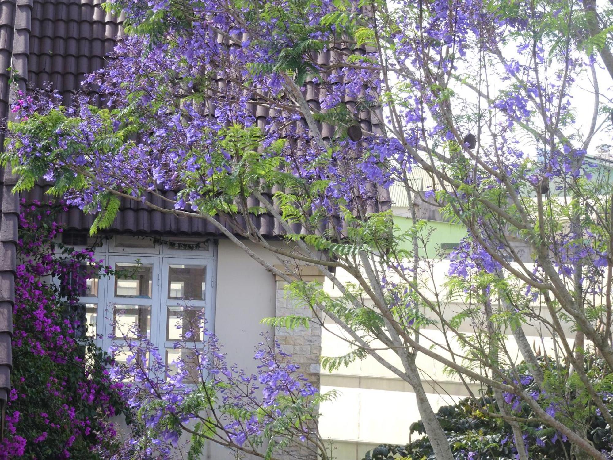 Mento Villa Da Lat Dış mekan fotoğraf