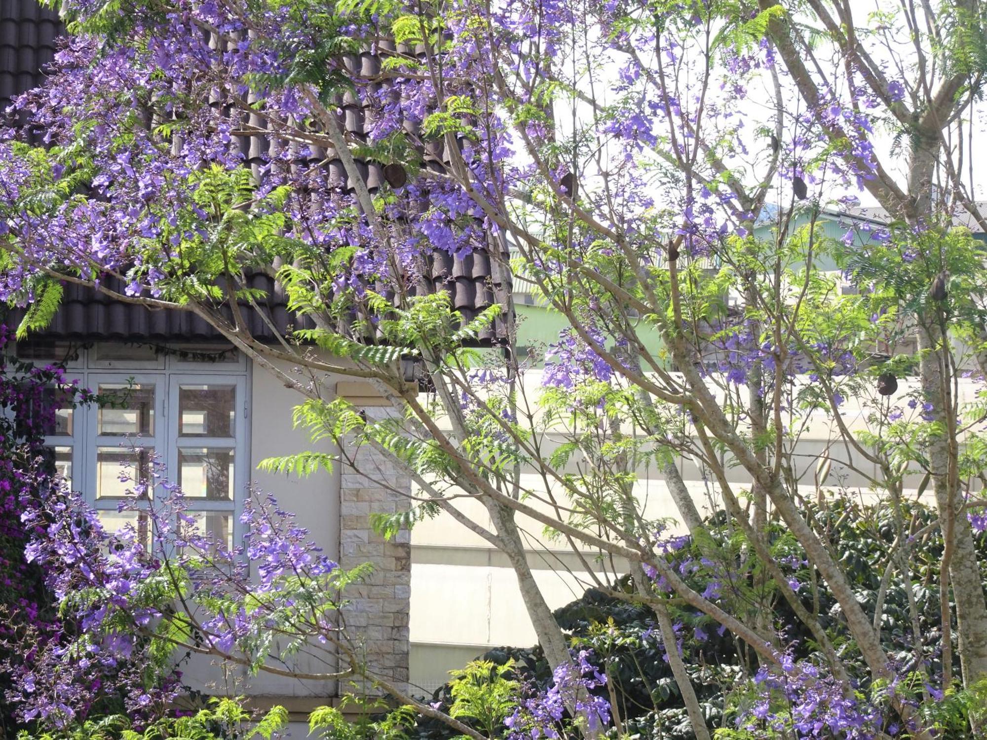 Mento Villa Da Lat Dış mekan fotoğraf